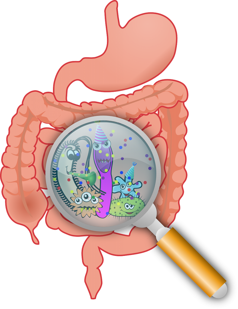 anatomy, bacteria, bacterium