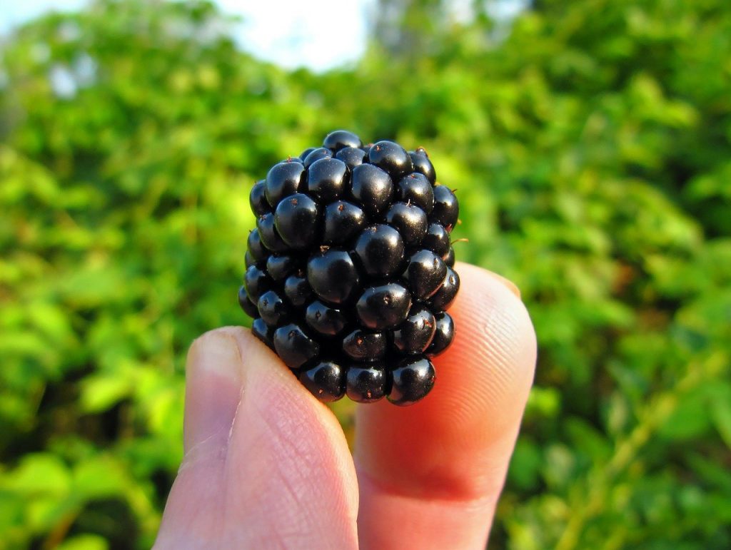blackberry, bramble, ripe