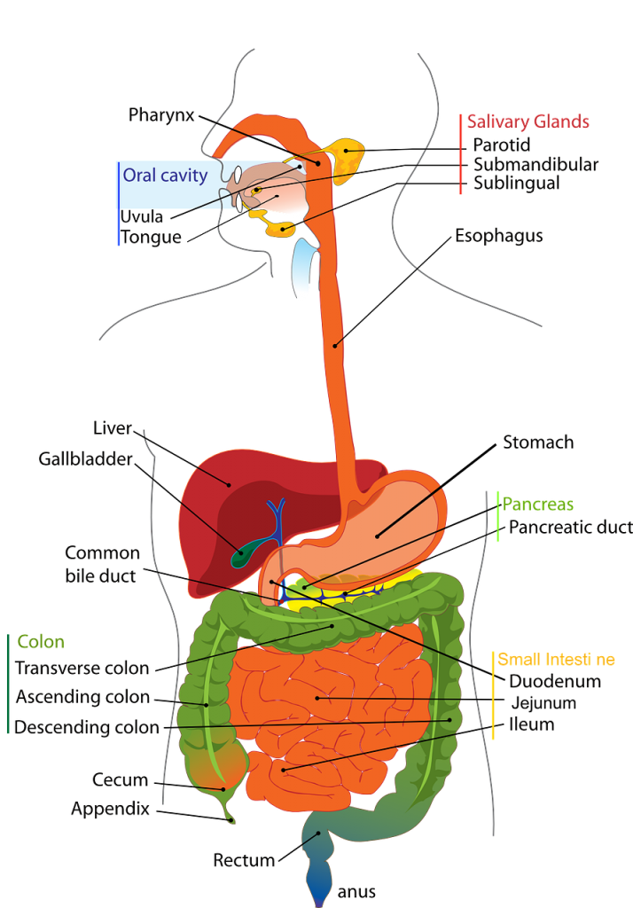 digestive, system, human