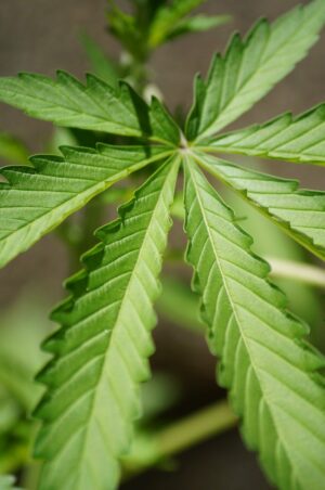 leaf, nature, cannabis