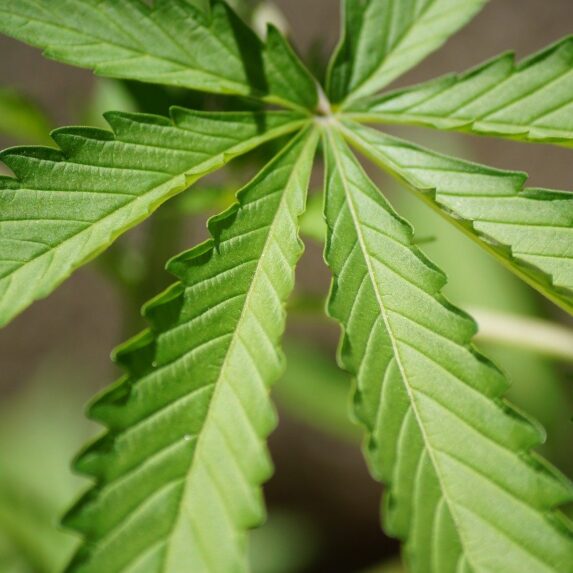 leaf, nature, cannabis-956546 leaf, nature, cannabis